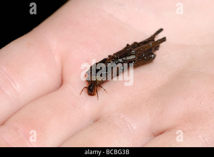 Caddisfly larva Foto Stock