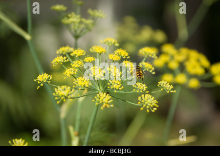 Il finocchio (Foeniculum vulgare ) in fiore, close up di testine nel giardino inglese, REGNO UNITO Foto Stock