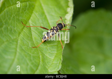 Wasp Beetle Clyttus arietus a riposo su una foglia Foto Stock