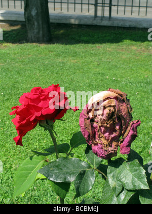 Nuovo e morendo red rose in giardino Foto Stock