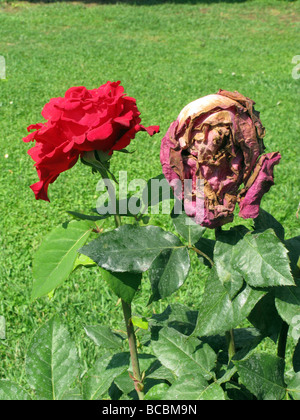 Nuovo e morendo red rose in giardino Foto Stock