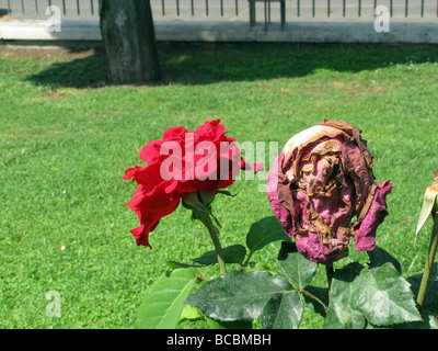 Nuovo e morendo red rose in giardino Foto Stock