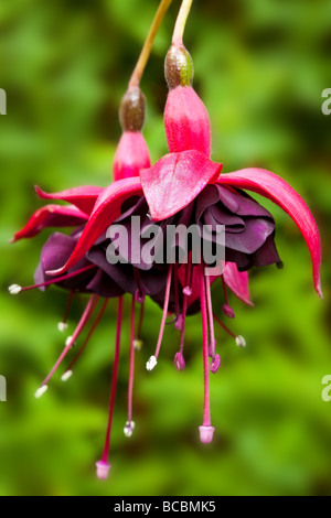 Un close-up studio di Fuchsia 'Dark occhi' Foto Stock