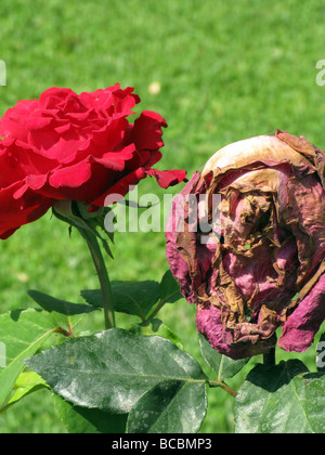 Nuovo e morendo red rose in giardino Foto Stock