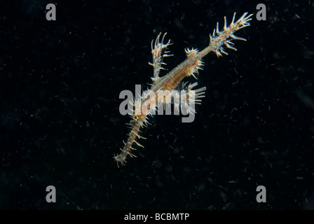 Ornati Pipefish fantasma Foto Stock