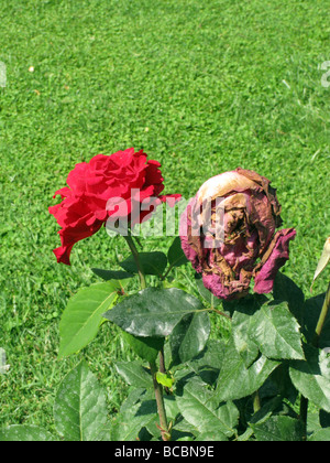 Nuovo e morendo red rose in giardino Foto Stock