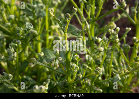 Piante di patata giovani danneggiati dalla crescente nel concime organico contaminato con erbicida Aminopyralid Foto Stock