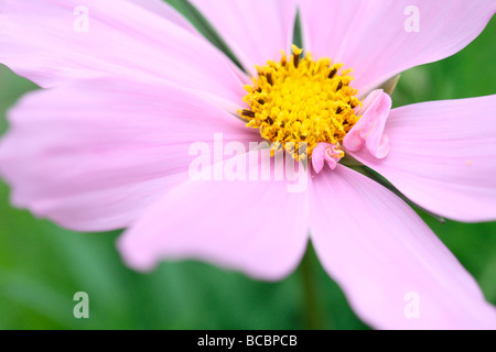 Bellissimo fiore rosa splendida fern come fogliame cosmo sonata arte fotografia Jane Ann Butler JABP Fotografia489 Foto Stock