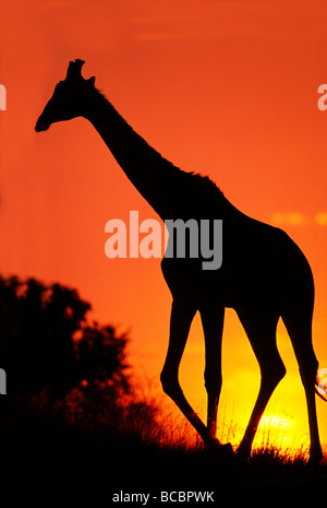 Giraffa africana al tramonto Foto Stock