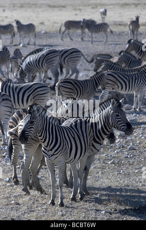 Zebra a waterhole nel Parco Nazionale Etosha Namibia Africa Foto Stock