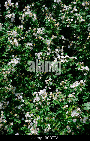 Pieno di blumi di rose selvatiche su una soleggiata giornata di primavera ROSACEAE Rosa multiflora Foto Stock