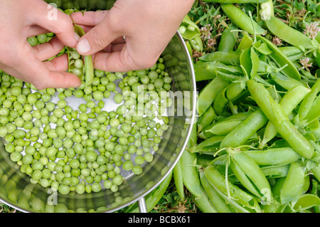 Una donna di baccelli di piselli organico fresco dal giardino in un tegame Foto Stock