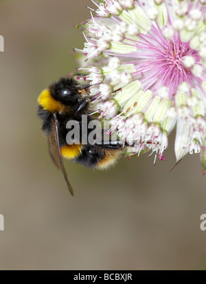 Ape a strisce che raccoglie nettare da un fiore di papavero arancione  brillante. Impollinatore naturale visitare i fiori estivi. Insetti che  impollinano i fiori estivi Foto stock - Alamy