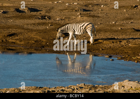 Lone Burchells zebra di bere a waterhole nel Parco Nazionale Etosha in Namibia Foto Stock