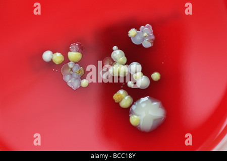 Piastre di Petri contenenti le colonie di Staphylococcus epidermidis, Staphylococcus aureus,beta emolitico Streptococcu & micrococcus Foto Stock