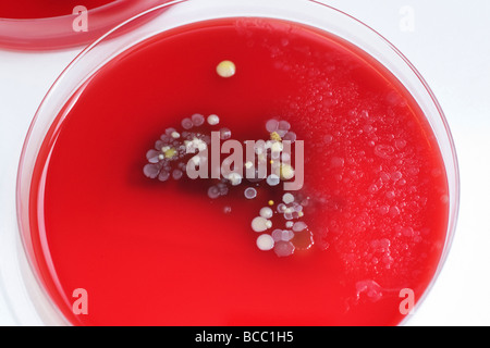 Piastre di Petri contenenti le colonie di Staphylococcus epidermidis Bacillus & micrococcus Foto Stock