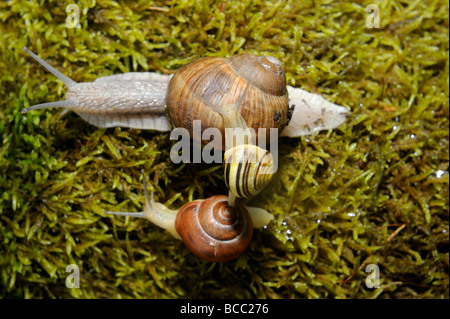 Lumache lumaca sul muschio, piccola lumaca equitazione sulla parte superiore della casa di una lumaca di grandi dimensioni Foto Stock