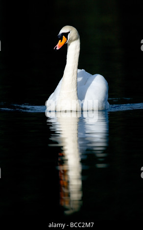 Cigno (Cygnus olor) su sfondo nero Foto Stock