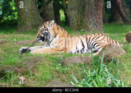 Tiger Panthera tigris Foto Stock