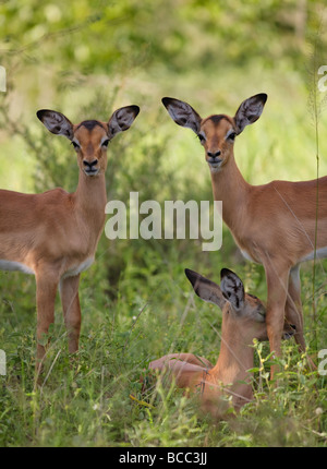 Impala (Aepyceros melampus) in allerta. Parco Nazionale di Kruger, Sudafrica Foto Stock