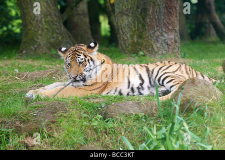 Tiger Panthera tigris Foto Stock