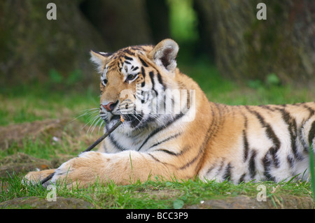 Tiger Panthera tigris Foto Stock