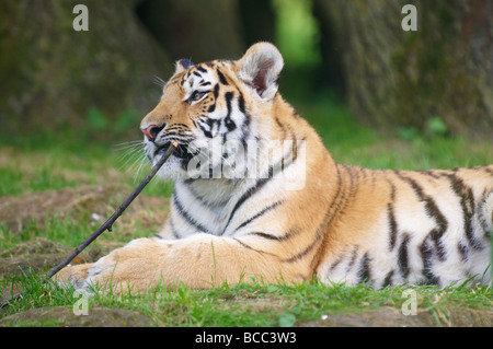 Tiger Panthera tigris Foto Stock