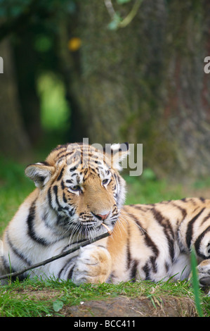 Tiger Panthera tigris Foto Stock