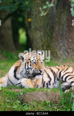 Tiger Panthera tigris Foto Stock