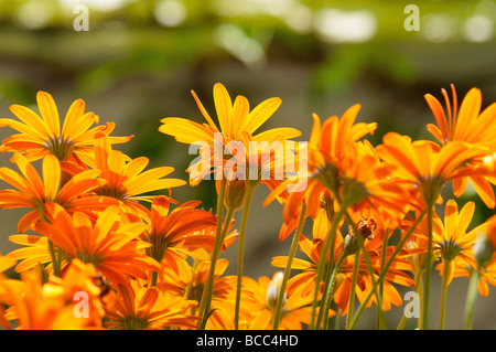 Fiori d'arancio (Gerbera L.) su un balcone, Triesen li Foto Stock