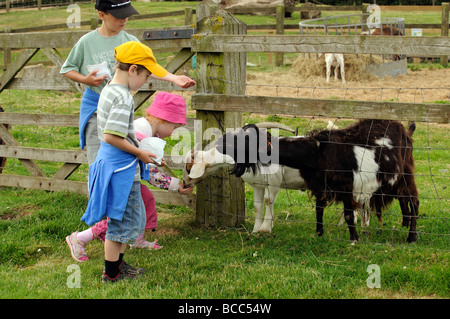 Bambino Piccolo alimentazione di capre al Cotswold Farm Park a potenza Guiting Gloucestershire England Regno Unito Foto Stock