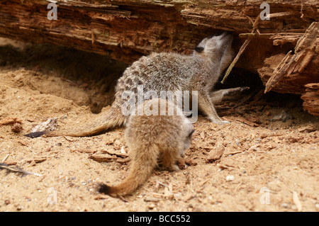 Meerkat Suricata suricatta Foto Stock