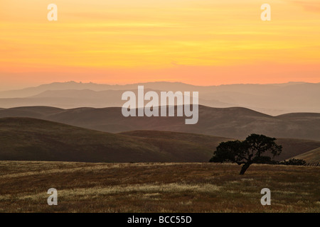 Arancione tramonto con Lone Tree e colline Foto Stock