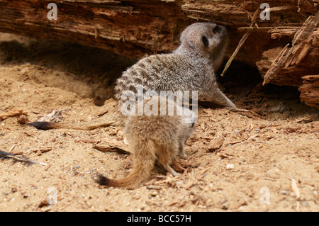 Meerkat Suricata suricatta Foto Stock