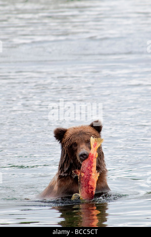 Orso grizzly che trasportano il salmone, Ursus arctos horriblis, fiume Brooks, Katmai National Park, Alaska, STATI UNITI D'AMERICA Foto Stock