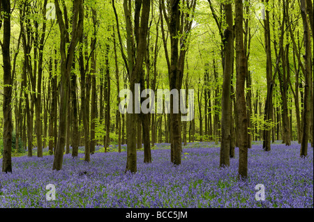 Una molla scena di faggi e Bluebells in un bosco nel Wiltshire Foto Stock