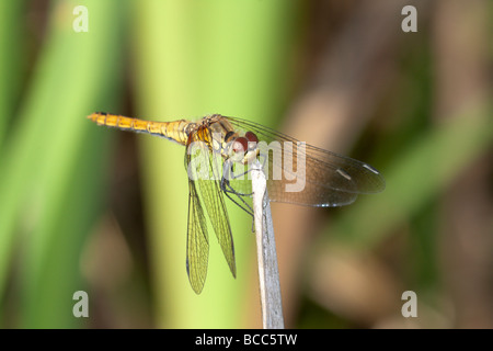 Ruddy femmina Darter crogiolarsi su stelo reed Foto Stock