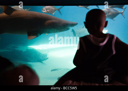 Serbatoio di squalo al New York Aquarium di Coney Island New York Foto Stock