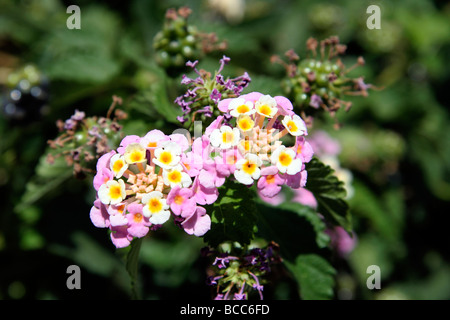 Lantana Camara Foto Stock