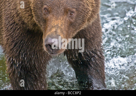Close up di Orso grizzly, Ursus arctos horriblis, fiume Brooks, Katmai National Park, Alaska, STATI UNITI D'AMERICA Foto Stock