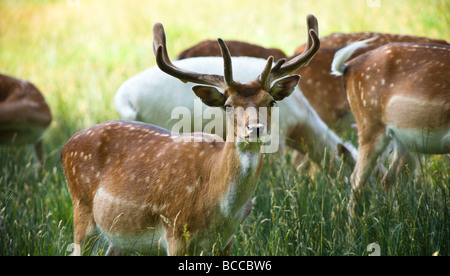 Daini, cari, Dama Dama pascolare nei prati in foresta, marrone, palchi, macchiato, albino white Foto Stock