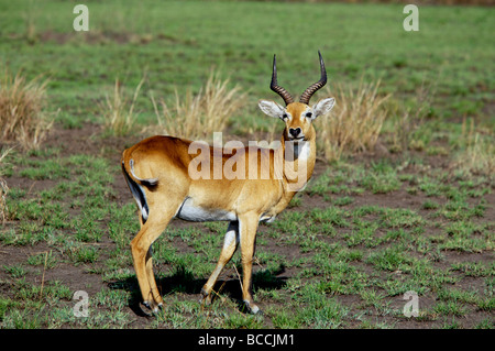 Uganda Kob Foto Stock