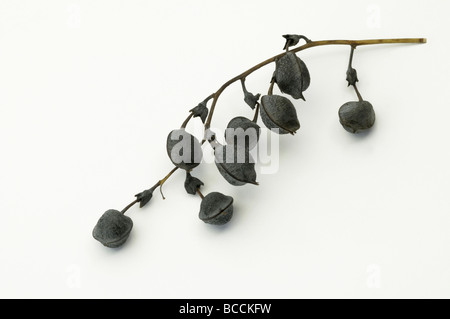 Giallo falso indaco, Wild Indigo (Baptisia tinctoria), ramoscello con frutta, studio immagine Foto Stock