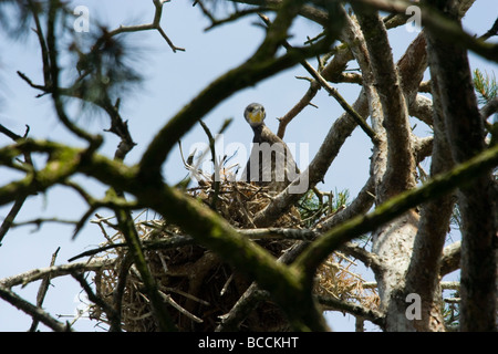 Giovane nero grande cormorano Phalacrocorax carbo nel nido Foto Stock