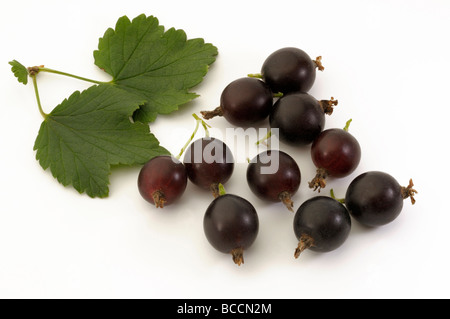 Jostaberry (Ribes nidigrolaria x), ramoscello con foglie e bacche di Jostaberry è un ibrido di corrente di nero e uva spina Foto Stock