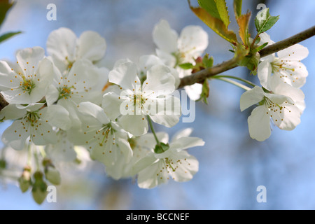 La molla blossom Prunus avium il ciliegio selvatico o dolce ciliegio Jane Ann Butler JABP Fotografia464 Foto Stock