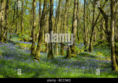 Bluebells al legno di Cree, vicino a Newton Stewart, Dumfries & Galloway, Scozia Foto Stock