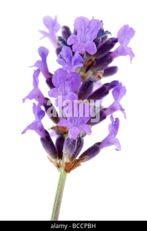 Lavanda dalla Provenza isolato su uno sfondo bianco Foto Stock