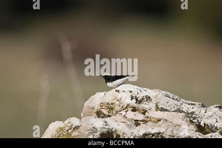 Maschio adulto Finsch il culbianco Oenanthe finschii appollaiato sul territorio nel sud della Turchia Aprile Foto Stock