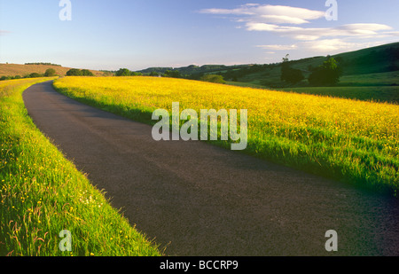 Annandale modo distanza lunga estate percorso una strada tortuosa che conduce attraverso un giallo campi di renoncules vicino a Moffat Scozia UK Foto Stock